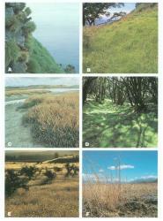 Plate 4. Grasses in their habitats: A Poa astonii (on cliff) and P. foliosa (on talus slope) on a southern coast (Solander Island); B Pennisetum clandestinum, kikuyu grass, on a Northland coast; C Parapholis incurva in salt marsh (Lake Grassmere); D Poa matthewsii under kanuka woodland (Otago Peninsula); E Anthoxanthum odoratum, sweet vernal, among matagouri shrubland (Central Otago); F Vulpia myuros, hair grass, and Aira caryophyllea, silvery hair grass, annual grasses on an arid terrace (Central Otago). © All rights reserved. [Image: 4X88]