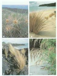 Plate 5. Some native grasses of coastal habitats. A Spinifex sericeus, a foredune grass of mainly northern New Zealand (Aotea Harbour); B Austrofestuca littoralis, a grass of sand dunes mainly of southern New Zealand (Stewart Island); C Austrostipa stipoides, a tussock of coastal rocks and mudflats mainly in Northland (Rangitoto Island); D Hierochloe redolens a coastal but also inland grass (Stewart Island). © All rights reserved. [Image: 4X89]