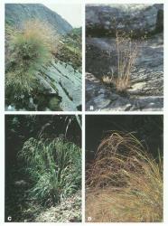 Plate 6. Some native grasses of rocky and forest habitats. A Rytidosperma setifolium, a small tussock of mainly alpine rock (Fiordland); B Lachnagrostis lyallii, a “wind grass” of open sites including rocky lake shores (Manapouri, Fiordland); C Microlaena avenacea, bush rice-grass, found in humid forest (Dunedin); D Anemanthele lessoniana, a tussock of dry forest, now commonly cultivated as an ornamental (Dunedin Botanic Garden). © All rights reserved. [Image: 4X8A]