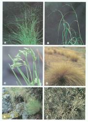 Plate 7. Some native species of Poa, a large genus of many habitats. A P. imbecilla, often below rocks in open scrub and forest (Otago); B P. matthewsii, in open dry forest (Otago); C P. novae-zelandiae, in alpine wet stony sites (Eyre Mts); D P. cita, silver tussock, on open sites with fertile soils (Central Otago); E P. colensoi, blue tussock, on rock and in mountain grasslands (Fiordland); F P. lindsayi (centre) and P. maniototo (right), both mainly in stony or bared ground in dry districts (Central Otago). © All rights reserved. [Image: 4X8B]