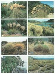 Plate 8. Cortaderia and Chionochloa. A Cortaderia fulvida (Kaikoura); B Cortaderia richardii (Fiordland); C Chionochloa conspicuasubsp.conspicua (Fiordland); D Chionochloa rubrasubsp.cuprea (mid-Canterbury); E Chionochloa teretifolia (left) and Chionochloa crassiuscula subsp. directa (Longwood Range); F Chionochloa acicularis (South Westland); G Chionochloa bromoides (Northland); H Chionochloa australis (north-west Nelson). © All rights reserved. [Image: 4X8C]