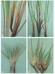 Plate 9. Chionochloa tiller base features. Leaf-blade persistant and sheath entire: A C. rubra subsp. cuprea (Southland); B C. macra (Dunstan Mts); C C. australis (north-west Nelson); D C. oreophila (Mt Cook). © All rights reserved. [Image: 4X8D]