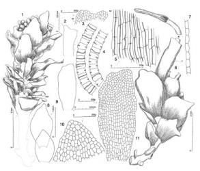 Fig. 5. Haplomitrium minutum (E.O.Campb.) J.J.Engel & R.M.Schust. 1. Androecial plant; note position of antheridia and vertical stalked slime papillae (= ssp, at left of arrow). 2. Leaf from androecial shoot. 3. Apex of leaf from androecial shoot (sp = slime papilla). 4. Capsule wall, cross section (× 198). 5. Cells from median sector of capsule wall. 6. Plant with mature sporophyte; note true calyptra (= c). 7. Calyptra, cross section (× 198). 8. Subgynoecial leaves. 9. Leaf from gynoecial shoot. 10. Distal sector of subgynoecial leaf. 11. Leaf from gynoecial shoot, showing cellular detail. (All from isotype, MPN.). © All rights reserved. [Image: 4XVV]