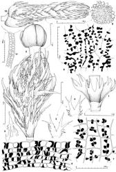 Fig. 6. Lepicolea attenuata (Mitt.) Steph. 1. Sector of main shoot, ventral view. 2. Coelocaule with mature sporophyte, dorsal view. 3. Innermost ♀ bract. 4. Innermost ♀ bracteole. 5. Paraphyses from coelocaule. 6. Capsule wall, cross section. 7. Capsule wall, outer layer. 8. Capsule wall, inner layer. 9. Spore. 10. Portion of terminal branch with androecium toward left, dorsal view. 11. Antheridial stalk. (All from Engel 18497, New Zealand, South Is., Canterbury EP, Arthur's Pass Natl. Park, Bealey Valley Track.). © All rights reserved. [Image: 4XVW]