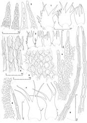 Fig. 7. Lepicolea attenuata (Mitt.) Steph. (figs. 1–6) and Lepicolea scolopendra (Hook.) Dumort. ex Trevis. (figs. 7–9). 1. Two leaves (dorsal margin at left) and to right, an underleaf. 2. Two leaves (dorsal margin at left) and to right, 2 underleaves. 3. Distal sectors of leaf lobes (surface detail shown for 2 lobes at left). 4. Portion of dorsal margin of leaf lamina showing armature. 5. Median cells of leaf lamina showing striate-papillose cell-wall thickenings. 6. Median-basal cells of leaf lamina showing long-striate cell-wall thickenings. 7. Leaves (dorsal margin at right). 8. Portion of dorsal margin of leaf lamina and to right, distal cells of a cilium from same margin. 9. Distal part of leaf lobes (surface ornamentation indicated at left on basal 3 cells of uniseriate row). (Figs. 1, 5–6, from type of Sendtnera quadrifida; 2–4, from type of Sendtnera attenuata; 7–9, from Jungermannia scolopendra.). © All rights reserved. [Image: 4XVX]