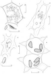 Fig. 8. Oil-bodies. 1. Haplomitrium gibbsiae (Steph.) R.M.Schust. Median cells of leaf, the outline of a few chloroplasts included; below left 2 oil-bodies at higher magnification, the one at right showing an elongate depression. 2. Lepicolea scolopendra (Hook.) Dumort. ex Trevis. Basal cells of leaf, the outline of a few chloroplasts included. 3. Lepicolea scolopendra (Hook.) Dumort. ex Trevis. Median leaf cells, below an oil-body at higher magnification, the outline of a few chloroplasts included. 4. Neogrollea notabilis E.A.Hodgs. Median leaf cells, the outline of a few chloroplasts included; note “lamellated” or “layered” trigones. (Fig. 1, from Glenny 9422, New Zealand, South Is., Canterbury EP, Craigieburn Ra., Lyndon Saddle; 2, 3, from Glenny 9594, New Zealand, South Is. Western Nelson EP, Stockton Plateau; 4, from Braggins JEB00401A, New Zealand, South Is., Nelson, ca. 0.5 km from Denniston.). © All rights reserved. [Image: 4XVY]