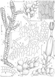 Fig. 9. Neogrollea notabilis E.A.Hodgs. 1. Plant (ventral view) with Frullania -type branches (= FB), Acromastigum -type branches (= AB, note an underleaf removed in median sector of shoot to show branch origin and half-underleaf), Microlepidozia -type branches (= MB), lateral-intercalary branches (= LIB), and a gynoecium (= ♀) in axil of an underleaf (= UL, only base of ♀ shown). 2. Portion of main shoot with base of Acromastigum -type branch (= AB); note half-underleaf, first foliar appendage (= FFA); ventral view (leaves and underleaf of main shoot indicated by L and UL respectively). 3. Portion of main shoot with base of Microlepidozia -type branch (= MB; VHL = ventral half-leaf; UL = underleaf; L = leaf); ventral view. 4. Portion of shoot with mature, sporophyte-bearing gynoecium on ventral-intercalary branch. 5, 6. Portions of perianth mouth (surface ornamentation not shown). 7. Outer surface of perianth (distal third) showing long striae. 8, 9. Cross sections through median and basal sectors of perianth, respectively. (All from Braggins JEB502A, New Zealand, South Is., Western Nelson EP, ca. 0.5 km from Denniston.). © All rights reserved. [Image: 4XVZ]