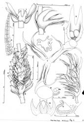 Fig. 11. Herbertus oldfieldianus (Steph.) Rodway. 1. Sector of androecium showing antheridial-bearing bracteole and bracts, ventral view. 2. Two opposing leaves and adjacent underleaf (= ul). 3. ♂ Bracteole with 2 antheridia. 4. Portion of perianth mouth. 5. Perianth, cross section through median third. 6. Shoot with androecium (swollen zone), ventral view (note basal, saccate portion of bracts and bracteoles). 7. ♀ Bracts and (lower) bracteole from innermost series. 8. Perianth bearing shoot. 9. Antheridium (with only distal portion of stalk); the stalk (a) at higher magnification. 10. Two leaves and between, an underleaf from one gyre (flattened), the boundary of vittae indicated. 11. Antheridial stalk. (Figs. 1–11, from Engel 14021B, Tasmania, Cradle Mtn.–Lake St. Clair Natl. Park, Ballroom Forest.). © All rights reserved. [Image: 4XW1]