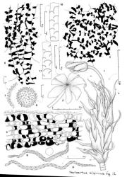 Fig. 12. Herbertus oldfieldianus (Steph.) Rodway. 1. Gynoecium with sporophyte, ventral-lateral view (ul = underleaf). Note secondary splitting of valves and (below) overlapping underleaf and leaf insertions. Note the strong isophylly of gynoecium and gradual transition of leaves and underleaves with bracts and bracteoles, respectively. Note also the similarity of innermost bract lobes (= BL) with perianth lobes (= PL), the fragmentation of some lobes as well as an entire leaf (only the base shown of second leaf from base at right). 2. Dehisced capsule showing secondary splitting into supplementary valves. 3. Capsule wall, cross section, the exposed wall with an irregular waxy deposit. 4. Capsule wall, outer layer. 5. Capsule wall, inner layer. 6. Spore. 7. Spore profile showing baculae somewhat dilated at the tips. 8. Elater in part with 3 spirals; note adjacent spore profile. 9. Bispiral elater. 10, 11. Sectors of stem showing insertion lines, the dorsal view at top and, lower, the ventral view. (All from Engel 22863, New Zealand, South Is., Canterbury EP, Arthur's Pass Natl. Park, Bealey Valley track.). © All rights reserved. [Image: 4XW2]