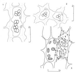 Fig. 13. Oil-bodies. 1. Herbertus oldfieldianus (Steph.) Rodway. Vitta cell of upper disk, the outline of a few chloroplasts included. 2. Herbertus oldfieldianus (Steph.) Rodway. Non-vitta cells of leaf, the outline of a few chloroplasts included. 3. Triandrophyllum subtrifidum (Hook.f. & Taylor) Fulford & Hatcher. Median cells of lamina, the cell at right showing surface ornamentation. (Figs. 1, 2, from Glenny 9211, New Zealand, South Is., Canterbury EP, Arthur's Pass, Bealey R., Chasm track; 3, from Glenny 8851, New Zealand, South Is., Canterbury EP, Arthur's Pass, McGrath Creek.). © All rights reserved. [Image: 4XW3]