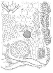 Fig. 14. Triandrophyllum symmetricum J.J.Engel. 1. Shoot with basal, horizontal, leafless stolons, ventral view. 2. Two leaves and an underleaf, ventral view. 3. Two leaves and, in middle, an underleaf (flattened). 4. Two leaves (flattened). 5. Lobe of leaf. 6. Portion of middle lobe of leaf (drawn at same scale as Fig. 5). 7. Ventral margin of leaf showing 3 teeth and, at base, an appendage (= a). 8–10. Appendages of leaf (= l) and underleaf (= ul) bases. 11. Underleaves. 12. Tooth of underleaf lobe. 13. Median leaf cells, surface detail shown in part. 14. Seta, cross section. 15, 16. Spore and portion of elater drawn at same scale (× 1225). (All from type.). © All rights reserved. [Image: 4XW4]