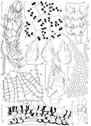 Fig. 15. Triandrophyllum symmetricum J.J.Engel. 1. Gynoecium with mature sporophyte, ventral view. 2. Perianth (bracts and bracteole removed), ventral view. 3. Lobe of perianth mouth. 4. Innermost ♀ bracts, and in middle, bracteole (adaxial view). 5. Capsule wall, outer layer. 6. Capsule wall, inner layer. 7. Capsule wall, cross section. 8. Elater (× 425). 9. Portion of main shoot with 3 gyres of antheridia-bearing bracts and bracteoles, ventral view. 10. ♂ Bracteole with 4 antheridia, ventral view. 11. Antheridial stalk. (All from type.). © All rights reserved. [Image: 4XW5]