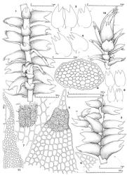 Fig. 16. Triandrophyllum subtrifidum (Hook.f. & Taylor) Fulford & Hatcher. 1. Main shoot with 2 lateral-intercalary branches and 1 ventral-intercalary branch. 2. Portion of main shoot with Frullania -type branch (= FB; note half-leaf, = HL), dorsal view. 3, 4. Leaves. 5. Dorsal lobe of leaf (surface detail shown in part). 6. Distal portion of dorsal lobe of leaf. 7. Median leaf cells (surface detail shown in part). 8. Underleaves. 9. Stem, cross section. 10. Mature gynoecium (old sporophyte not shown), ventral view, the arrow indicates maximum depth of sinus on ventral-lateral side. 11. Lobe of perianth mouth. (Figs. 1–3, 5–9, from Engel 17756, New Zealand, South Is., Otago EP, Mt. Maungatua; 4, from Engel 21064, New Zealand, North Is., Northland EP, Waipoua R.; 10–11, from Hatcher 654, New Zealand, South Is., Fiordland EP, trail between Gunns Camp and Hidden Falls.). © All rights reserved. [Image: 4XW6]