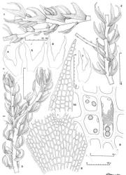 Fig. 17. Isophyllaria attenuata (Rodway) E.A.Hodgs. 1, 2. Portions of leading shoots (ventral-lateral views and drawn to same scale), each with a ventral-intercalary branch, at left with a leafy branch, at right with a stoloniform branch; note the dorsally assurgent leaves. 3. Portion of shoot with Frullania -type branch (= FB), dorsal view; note half-leaf and 3-lobed first branch underleaf (= FBU); note also accessory lobe toward apex of main shoot (at arrow). 4–7. Leaves (abaxial aspect), all drawn to same scale. 8. Portion of leaf lamina and lobe base showing subvittate condition; note ± isodiametric cells at leaf margins and (at left) ± lenticular thickenings of exposed wall (S = sinus base). 9. Median leaf cells with oil-bodies. 10. Distal portion of leaf lobe; note that lenticular thickenings may be seen when margin is viewed in ± profile. (Figs. 1–8, 10, from Engel 22004, New Zealand, South Is., Fiordland EP, head of Gertrude Valley; 9, from Glenny 9201, New Zealand, South Is., Westland EP, Upper Otira Valley.). © All rights reserved. [Image: 4XW7]