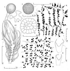 Fig. 18. Isophyllaria attenuata (Rodway) E.A.Hodgs. 1. Gynoecium with mature sporophyte, ventral-lateral view (BREO = bracteole); note gradual transition from vegetative leaves and underleaves to bracts and bracteoles. 2. ♀ Bract, and lower, bracteole (abaxial aspect). 3. Cross section through distal third of perianth. 4. Seta, cross section. 5. Capsule wall, outer layer. 6. Capsule wall, inner layer. 7. Spore. (All from Glenny 9201, New Zealand, South Is., Westland EP, Upper Otira Valley.). © All rights reserved. [Image: 4XW8]