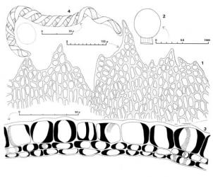 Fig. 19. Isophyllaria attenuata (Rodway) E.A.Hodgs. 1. Portion of perianth mouth. 2. Capsule profile. 3. Capsule wall, cross section. 4. Elater and spore outline drawn to same scale. (All from Glenny 9201, New Zealand, South Is., Westland EP, Upper Otira Valley.). © All rights reserved. [Image: 4XW9]