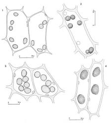 Fig. 20. Oil-bodies, all with the outline of a few chloroplasts included. 1. Temnoma pulchellum (Hook.) Mitt. Median cells of disc. 2. Temnoma paucisetigerum R.M.Schust. Cells of disc. 3. Temnoma quadripartitum (Hook.) Mitt. Cells of disc. 4. Temnoma quadrifidum (Mitt.) Mitt. Cells of disc. (Fig. 1, from Glenny 9266, New Zealand, South Is., Nelson, Pupu Walkway; 2, from Glenny 9008, New Zealand, South Is., Westland EP, Griffin Ra.; 3, from Glenny 9203, New Zealand, South Is., Westland EP, Upper Otira Valley; 4, from Glenny 8866, New Zealand, South Is., Westland EP, Upper Otira Valley.). © All rights reserved. [Image: 4XWA]