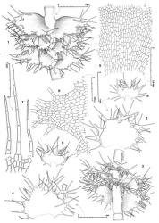 Fig. 21. Temnoma pulchellum (Hook.) Mitt. 1. Portion of main shoot, dorsal view. 2. Portion of main shoot, ventral view. 3, 4. Leaves. 5. Sector through median portion of leaf disc, the sinus bases at arrows. 6. Leaf lobe (cilia not shown). 7. Distal portion of leaf lobe (the orientation of cilia artificially altered). 8, 9. Underleaves (drawn at same scale as leaves). (All from Engel 17936, New Zealand, South Is., Westland EP, between the confluence of Jackson R. and Arawata R. and Lake Ellery.). © All rights reserved. [Image: 4XWB]