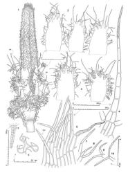 Fig. 22A. Castanoclobos julaceus (Hatcher ex J.J. Engel) J.J.Engel & Glenny. 1. Gynoecium, ventral view (br = bract); note ± isophyllous condition. 2. Innermost bracts, and in middle, bracteole. 3. Bracteole (left) and bract from second series. 4. Lobe of innermost ♀ bract, the surface striolae shown in part. 5. Perianth, cross section through distal portion. 6. Portion of perianth mouth with surface papillae shown in part (sh = surface hair). 7–10. Hairs of perianth surface. 11. Antheridial stalk. (All from Y. Qiu & Braggins NZ-03128, New Zealand, South Is., Westland, 19 km on Jackson River Rd. from Arawata River Bridge, ultramafic site.). © All rights reserved. [Image: 4XWC]