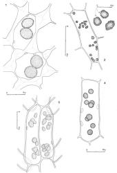 Fig. 24. Oil-bodies, all with the outline of a few chloroplasts included. 1. Archeophylla schusteri (E.A.Hodgs. & Allison) R.M.Schust. Disc cells. 2. Leiomitra lanata (Hook.) R.M.Schust. Disc cells, at right three oil-bodies at higher magnification. 3. Trichocolea rigida R.M.Schust. Paired cells at lobe base. 4. Eotrichocolea polyacantha (Hook.f. & Taylor) R.M.Schust. Cell at base of uniseriate row. (Fig. 1, from Glenny 9282, New Zealand, South Is., Western Nelson EP, Sewell Peak; 2, from Glenny 9012, New Zealand, South Is., Westland EP, Big Wainihinihi R.; 3, from Glenny 9601, New Zealand, South Is., Western Nelson EP, Stockton Plateau; 4, from Glenny 9114, New Zealand, South Is., Westland EP, Mt. Brown.). © All rights reserved. [Image: 4XWF]