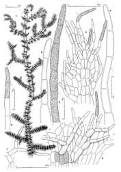 Fig. 25. Trichocolea rigida R.M.Schust. 1. Plant, dorsal view. 2. Distal portion of leaf lobe (adaxial view, surface detail indicated in part). 3, 4. Apices of leaf lobes, surface detail shown at right. 5. Median lamina cells, abaxial view (S = sinus between lobes; note branched cilia originating from abaxial face of lamina; note also surface detail shown in part for lamina and cilia cells). 6. Cilium from lateral margin of leaf lobe, surface detail not shown (drawn at same scale as Fig. 3). 7. Portion of stem paraphyllium. 8. Cilium of stem paraphyllium, papillae on surface not shown. (All from type.). © All rights reserved. [Image: 4XWG]