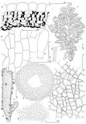 Fig. 26. Trichocolea mollissima (Hook.f. & Taylor) Gottsche. 1. Habit; note 3-pinnate branches. 2. Coelocaule with portion of seta (SB = subfloral branch). 3. Seta, cross section; note hollow central area. 4. Capsule profile. 5. Capsule wall, cross section. 6. Capsule wall, outer layer. 7. Capsule wall, inner layer. 8. Disc of ♂ bract, dorsal sector to right. 9. Antheridial stalk. (Fig. 1, from Engel 17945, New Zealand, South Is., Westland EP, between confluence of Jackson R. and Arawata R. and Lake Ellery; 2, from Engel 18034, New Zealand, South Is., Westland EP, Mt. Aspiring Natl. Park, summit area of Haast Pass; 3–7, from Engel 18489, New Zealand, South Is., Canterbury EP, Arthur's Pass Natl. Park, Bealey R.; 8, 9, from Engel 18942, New Zealand, South Is., Westland EP, near Waiho R. between Lake Wombat Terrace and Canavans Knob.). © All rights reserved. [Image: 4XWH]