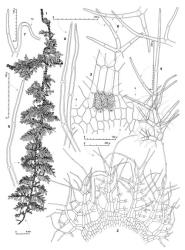 Fig. 28. Trichocolea hatcheri E.A.Hodgs. 1. Plant, dorsal view (note epiphyllous hepatic [Lejeuneaceae], at arrow). 2. Leaf, adaxial view (some of cilia shown only in part for clarity). 3. Median lamina cells and 2 lobe bases, adaxial view, surface detail shown in part (S = sinus between lobes). 4. Distal portion of leaf lobe (abaxial view). 5, 6. Apices of leaf lobes. 7. Distal-most cilium of leaf lobe (TC = terminal cell of lobe). 8. Cilia from near base of leaf lobe. (All from Schuster 67-1068, New Zealand, North Is., Northland EP, SE of Kaitaia, Mangamuka Gorge Reserve.). © All rights reserved. [Image: 4XWJ]