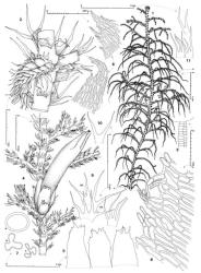 Fig. 29. Lepidozia spinosissima (Hook.f. & Taylor) Mitt. 1. Plant showing androecia on primary and secondary branches, the main axis with 9 androecia from ventral face of stem between arrows a and b, the plant also with a number of androecia (not shown) between the plant base and those drawn (these basal ♂ not included appear older, at times broken and presumably from a previous year of growth). 2. Main shoot with androecium, ventral view (the leaf at lower left not shown); note also terminal branch and position of first branch underleaf. 3. Antheridium. 4. Portion of plant with perianth, ventral view; note primary and secondary terminal branches and the position of the first branch underleaves. 5. Innermost bracts and bracteole. 6. Bract lobes. 7. Perianth, cross sections through median sector (a), distal 0.2 (b) and near apex (c). 8. Portion of perianth mouth. 9. Two leaves and (at right) an underleaf of main axis (DS = dorsal sinus). 10. Half-leaf. 11. First branch underleaves. (Figs. 1–3, from Braggins 98/311, New Zealand, North Is., Northland EP, E edge of Waipoua Forest, Mataraua Plateau; 4–8, from Cameron 3797a, New Zealand, Auckland EP, Coromandel Ra., SW side of Maumaupaki; 9–11, from Engel 21109, New Zealand, North Is., Northland EP, SE corner of Waipoua Forest, just N of Tutamoe.). © All rights reserved. [Image: 4XWK]