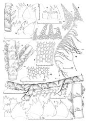 Fig. 30. Lepidozia procera Mitt. 1. Portion of main shoot with 2 Frullania -type branches (HL = half-leaf); lateral view. 2. Portion of main shoot, ventral view. 3. Sector of main shoot and Frullania -type branch, ventral view (BUL = first branch underleaf). 4. Sector of main shoot, lateral view. 5. Leaves. 6. Leaf and 2 underleaves, at left and within leaf. 7. Four leaves and, at left, underleaves. 8. Dorsal-most 2 lobes of leaf (DS = dorsal sinus, MS = median sinus). 9. Median disc cells. 10. Median-basal cells of leaf showing row of enlarged cells. 11. Cells of dorsal margin of disc. 12. Distal sector of underleaf. 13. Half-leaf (right) and first branch underleaves. 14. Outline of plant at low magnification, lateral view. (Figs. 1, 2, 7, 11, from Engel 21722, New Zealand, South Is., Westland EP, Westland Natl. Park, track to Lake Gault; remainder from Hatcher 1476, New Zealand, South Is., Fiordland EP, head of Lake McKerrow.). © All rights reserved. [Image: 4XWL]