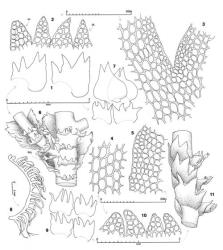 Fig. 31. Lepidozia obtusiloba Steph. 1. Leaves. 2. Apical sectors of 4 lobes from same leaf (VL = ventral lobe; DL = dorsal lobe). 3. Base of median sinus of leaf showing border of smaller cells. 4. Median disc cells. 5. Sector of ventral margin of leaf disc showing border of smaller cells. 6. Sector of main shoot with 2 Frullania -type branches, ventral view (BUL = first branch underleaf). 7. Half-leaves and, below, 2 first branch underleaves. 8. Outline of shoot at low magnification, lateral view. 9. Underleaves. 10. Apical sectors of 4 lobes from same underleaf. 11. Sector of main shoot, lateral view. (All from Engel 17843, New Zealand, South Is., Westland EP, Mt. Aspiring Natl. Park, off track to Mt. Brewster.). © All rights reserved. [Image: 4XWM]