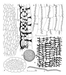 Fig. 33. Lepidozia obtusiloba Steph. 1. Portion of lateral margin of innermost ♀ bract showing crenulate-denticulate condition. 2. Seta, cross section. 3. Capsule wall, cross section. 4. Capsule wall, outer layer. 5. Capsule wall, inner layer. 6. Spore (× 1652). 7. Elater (× 209). (All from Engel 17565, New Zealand, South Is., Otago EP, S side of Mt. Cargill.). © All rights reserved. [Image: 4XWP]