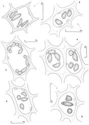 Fig. 34. Oil-bodies, all with the outline of a few chloroplasts included. 1. Lepidozia spinosissima (Hook.f. & Taylor) Mitt. Basal cell of lobe. 2. Lepidozia pendulina (Hook.) Lindenb. Basal cell of lobe. 3. Lepidozia setigera Steph. Upper disc cell. 4. Lepidozia obtusiloba var. parvula J.J.Engel. Cells of disc. 5. Lepidozia ornata J.J.Engel. Basal cell of lobe. 6. Lepidozia laevifolia (Hook.f. & Taylor) Gottsche, Lindenb. & Nees. Basal cell of lobe. (Fig. 1, from Glenny 9148, New Zealand, South Is., Westland EP, Big Wainihinihi R.; 2, from Glenny 9084, New Zealand, South Is., Canterbury EP, Mt. Aicken; 3, from Glenny 9415, New Zealand, South Is., Western Nelson EP, Brunner Ra.; 4, from Glenny 9134, New Zealand, South Is., Westland EP, Mt. Turiwhate, near summit; 5, from Glenny 9138a, New Zealand, South Is., Westland EP, Mt. Turiwhate; 6, from Glenny 9088, New Zealand, South Is., Canterbury EP, Mt. Aicken.). © All rights reserved. [Image: 4XWQ]