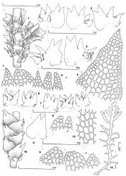 Fig. 35. Lepidozia ornata J.J.Engel. 1. Sector of main shoot with Frullania -type branch, ventral view. 2, 3. Leaves. 4. Apical sectors of 5 lobes from same leaf (DL = dorsal lobe; VL = ventral lobe). 5. Second dorsal-most leaf lobe. 6, 7. Underleaves. 8. Apical sectors of lateral (= L) and median (= M) lobes of same underleaf. 9. Apical sectors of median (= M) and lateral (= L) lobes of same underleaf. 10. Sector of main shoot, dorsal view. 11. Half-leaf. 12. Median disc cells of leaf. 13. Outline of shoot at low magnification. (Figs. 1, 3–7, 10, 12–13, from type; 2, 8–9, 11, from Engel 18799, New Zealand, South Is., Fiordland EP, Mistake Creek.). © All rights reserved. [Image: 4XWR]