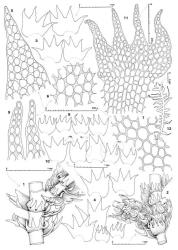 Fig. 36. Lepidozia concinna Colenso. 1. Portion of main shoot with Frullania -type branch, ventral view; note position of first branch underleaf. 2. Portion of main shoot with 2 Frullania -type branches, ventral view. 3. Leaves. 4. Four leaves and (lower right) 2 underleaves at same scale. 5. Dorsal lobe of leaf. 6, 7. Median disc cells of leaf. 8. Underleaves (drawn at same scale as Fig. 4). 9. Apical sectors of 2 median lobes of same underleaf. 10. Primary branch leaves (= PBL), half-leaf (= HL) and first branch underleaves (= BUL). 11. Portion of stem with underleaf; note ventral merophyte width of 10 cells. 12. Outline of plant at low magnification. (Figs. 1, 4, 7, 11, from Engel 23201, New Zealand, South Is., Fiordland EP, immediately N of Ten Mile Bush, near W shore of Lake Te Anau; remainder from Child 4373, New Zealand, South Is., Sounds–Nelson EP, Red Hills.). © All rights reserved. [Image: 4XWS]