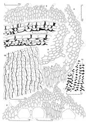 Fig. 38. Lepidozia laevifolia (Hook.f. & Taylor) Gottsche, Lindenb. & Nees. 1. Two bracts and (to right) bracteole from innermost series (all drawn to same scale). 2, 3. Portions of apex of 2 innermost bracts. 4, 5. Complete lateral margin and basal half of margin, respectively, of innermost bracts (drawn to same scale). 6, 7. Portions of perianth mouth (drawn to same scale). 8, 9. Capsule, cross sections of 3–4- and 4–5-stratose walls. 10. Capsule wall, outer layer (× 204). 11. Capsule wall, inner layer. (All from Engel 20669, New Zealand, North Is., Gisborne EP, Urewera Natl. Park, crest trail from Highway 38 toward Whakataka summit.). © All rights reserved. [Image: 4XWU]