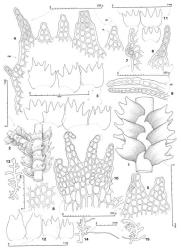 Fig. 39. Lepidozia fugax J.J.Engel. 1. Sector of main shoot, dorsal view. 2. Sector of main shoot and Frullania -type branch, ventral view. 3. Leaves (note missing lobe tips). 4. Dorsal margin of leaf (= DM) and (left to right, i.e., dorsal to ventral) all lobes of same leaf (VL = ventral lobe; SP = slime papilla; surface papillae shown in part). 5. Dorsal pair of lobes, the uniseriate sectors of each lobe having fallen away (surface papillae shown in part). 6. Second dorsal lobe (complete; note constricted septa). 7. Sector of dorsal margin of disc with a blunt tooth (surface papillae shown in part). 8. Median disc cells of leaf. 9. Leaf disc cross section (AB = abaxial face). 10. Portion of stem with underleaf; note ventral merophyte width of 7 cells. 11. Underleaves. 12. Two half leaves and (to right) 2 first branch underleaves. 13–15. Outlines of 3 shoots at low magnification (all at same scale). (All from holotype.). © All rights reserved. [Image: 4XWV]