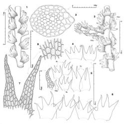 Fig. 41. Lepidozia acantha J.J.Engel. 1. Sector of main shoot, dorsal view. 2. Stem, cross section. 3. Sector of main shoot with Frullania -type branch, ventral view (BUL = first branch underleaf). 4. Underleaves. 5. Half-leaves (= HL), 3- and 4-lobed primary branch leaves (= BL) and, at left, first branch underleaf (= FBU) (cellular detail of first branch underleaf at far left). 6. Leaves. 7. Leaf lobes (surface detail indicated). 8. Median leaf cells (surface detail indicated). (All from type.). © All rights reserved. [Image: 4XWX]