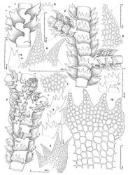 Fig. 42. Lepidozia pumila J.J.Engel. 1. Portion of main shoot with Frullania -type branch (= FB; HL = half-leaf; FBU = first branch underleaf), dorsal view. 2. Portion of main shoot with 2 Frullania -type branches, ventral view. 3. Portion of main shoot with Acromastigum - (= AB; note half-underleaf) and Frullania -type (= FB) branches, ventral view. 4. Three leaves. 5. Leaf, cellular detail. 6. Dorsal pair of leaf lobes (MS = median sinus). 7. Median disc cells. 8. Marginal cells of dorsal margin of disc showing thickened free wall. 9. Underleaf (at same scale as Fig. 4). 10. Portion of stem with underleaf; note ventral merophyte width of 6 cells. 11. First branch underleaves. 12. Half-leaf. (All from type.). © All rights reserved. [Image: 4XWY]