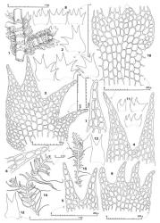 Fig. 43. Lepidozia bidens J.J.Engel. 1. Sector of main shoot with Frullania -type branch, ventral view. 2. Leaves. 3. Leaf. 4, 5. Dorsal pairs of leaf lobes. 6, 7. Dorsal lobes. 8. Underleaves. 9. Underleaf. 10. Portion of stem with underleaf; note ventral merophyte width of 8 cells. 11. Two-, 3- and 4-lobed first branch underleaves (drawn to same scale as Fig. 8). 12, 13. Half-leaves (3). 14, 15. Outlines of 2 shoots at low magnification. (Fig. 1, from Engel 19280, New Zealand, Western Nelson EP, Paparoa Ra., N side of Tiropahi R.; 2, 3, 5–11, 15, from type; 4, 12–14, from Child 358, New Zealand, South Is., Westland EP, Fox Glacier.). © All rights reserved. [Image: 4XWZ]