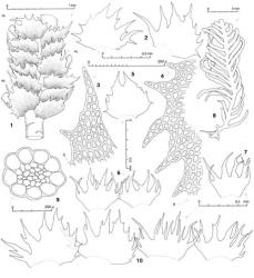 Fig. 44. Lepidozia hirta Steph. 1. Sector of main shoot, dorsal view (HL = half-leaf). 2. Leaves. 3. Dorsal-most lobe of leaf (S = sinus). 4. Dorsal margin of leaf (B = leaf base). 5. Half-leaf. 6, 7. Underleaves. 8. Outline of plant at low magnification. 9. Seta, cross section. 10. Two leaves and to right, 2 underleaves, all at same scale. (Figs. 1–8, from Engel 19205, New Zealand, South Is., Westland EP, Paparoa Ra., S side of Pororari R.; 9, from Hatcher 136, New Zealand, South Is., Canterbury EP, Mt. Torlesse; 10, from Braggins 94/241, New Zealand Northland EP, SE corner of Waipoua Forest.). © All rights reserved. [Image: 4XX0]