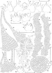 Fig. 45. Lepidozia serrulata J.J.Engel. 1. Cladograph; the single lines indicate flagelliform sectors of branches. 2–5. Four leaves. 6–8. Underleaves. 9. Half-leaf (DM = dorsal margin). 10, 11. First branch underleaves. 12, 13. Second dorsal-most (left) and dorsal-most (right) leaf lobes (DS = dorsal sinus); both drawn to same scale. 14–16. Portion of dorsal margin of 2 leaves; both drawn to same scale. 17. Median lobe of underleaf (arrows indicate sinus bases). 18. Stem, cross section. (All from type.). © All rights reserved. [Image: 4XX1]