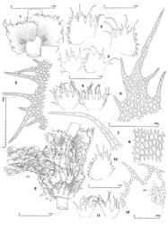 Fig. 46. Lepidozia ulothrix (Schwägr.) Lindenb. 1. Sector of main shoot, dorsal view. 2. Leaves. 3. Underleaf and to right, leaf. 4. Underleaves. 5. Sector of dorsal margin of leaf. 6. Portion of dorsal lobe. 7. Distal sector of dorsal-most leaf lobe. 8. Median disc cells of leaf. 9. Sector of main shoot with Frullania -type branch, ventral view (BUL = first branch underleaf). 10. Half-leaf. 11. First branch underleaves. 12. ♂ Bract (DM = dilated dorsal margin, slime papillae at arrows). (Figs. 1, 2, 4–6, 8–11, from Fife 8987, New Zealand, South Is., Arthur's Pass Natl. Park, Bealey Glacier Track; 3, 7, from type of L. albula.). © All rights reserved. [Image: 4XX2]