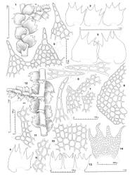 Fig. 47. Lepidozia glaucophylla (Hook.f. & Taylor) Gottsche, Lindenb. & Nees. 1. Sector of main shoot, dorsal view (HL = half-leaf). 2–4. Leaves (all at same scale). 5. Dorsal-most lobe (above) and dorsal pair of lobes, the surface detail shown for lobe at right. 6. Median lobes of leaves (all at same scale). 7–9. Marginal cells of ampliate sector (dorsal, basal portion) of leaf disc. 10. Median disc cells. 11. Portion of ventral margin of leaf disc. 12. Sector of main shoot with Frullania -type branch, ventral view (note first branch underleaf = BUL). 13. Underleaves. 14. Underleaf, cellular detail. (Figs. 1, 2, 5, 8, 10, 12–14, from type; 3, 7, 11, from Fife 6442, New Zealand, South Is., Western Nelson EP, Paparoa Ra., Mt. Euclid; 4, 6, 9, from Engel 23170, New Zealand, South Is., Fiordland EP, Fiordland Natl. Park, S end of Lake Marion.). © All rights reserved. [Image: 4XX3]