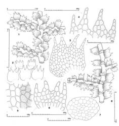 Fig. 48. Lepidozia digitata Herzog. 1. Sector of main shoot, dorsal view. 2. Leaves and above, underleaves. 3. Leaf, cellular detail. 4. Leaf lobes, surface detail indicated in part. 5. Median disc cells, surface detail indicated in part. 6. Underleaf, cellular detail. 7. Stem, cross section. 8. Sector of main shoot with 2 Frullania -type branches, ventral view (note undivided and, lower, bilobed first branch underleaves, the latter is the typical condition). (All from type.). © All rights reserved. [Image: 4XX4]