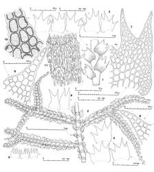 Fig. 49. Lepidozia glaucescens J.J.Engel. 1. Sector of main shoot, dorsal view. 2. Sector of main shoot, ventral view. 3, 4. Leaves. 5. Underleaves. 6. Half-leaves. 7. Dorsal half of leaf (MS = median sinus). 8. Outer (dorsal-most) lobe of dorsal half of leaf (surface detail not shown). 9. Median lobe of dorsal half of leaf (surface detail not shown). 10. Portion of dorsal lobe showing papillae on surface, granular coating and lamellated cells walls (cross-hatched shading). 11. Median cells of dorsal half of disc showing striate surface. (Figs. 1–3, 5–7, 10, from type; 4, 8, 9, 11, from Engel 21087, New Zealand, North Is., Northland EP, SE corner of Waipoua Forest.). © All rights reserved. [Image: 4XX5]