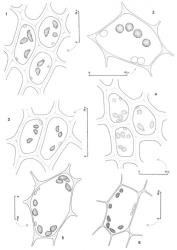 Fig. 50. Oil-bodies, all with the outline of a few chloroplasts included. 1. Lepidozia kirkii Steph. Cells of upper sector of disc. 2. Lepidozia digitata Herzog. Cells of disc. 3. Lepidozia ulothrix (Schwägr.) Lindenb. Upper disc cells. 4. Lepidozia ulothrix (Schwägr.) Lindenb. Upper disc cells. 5. Telaranea gibbsiana (Steph.) E.A.Hodgs. Upper disc cell. 6. Telaranea tetrapila var. cancellata (Colenso) J.J.Engel & Merrill ian cell of disc. (Fig. 1, from Glenny 9147, New Zealand, South Is., Westland EP, Mt. Turiwhate, near summit; 2, from Glenny 9083, New Zealand, South Is., Canterbury EP, Mt. Aicken; 3, from Glenny 9109, New Zealand, South Is., Westland EP, Mt. Turiwhate; 4, from Engel 27055, New Zealand, South Is., Western Nelson EP, Kahurangi Natl. Park, Matiri Ra., Thousand Acres Plateau; 5, from Glenny 9393, Western Nelson EP, Brunner Ra.; 6, from Engel 25127, New Zealand, North Is., Auckland EP, Herangi Ra., Whareorino Forest.). © All rights reserved. [Image: 4XX6]