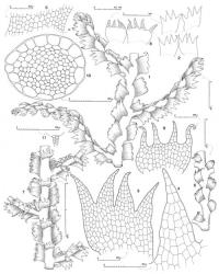 Fig. 51. Telaranea meridiana (E.A.Hodgs.) E.A.Hodgs. 1. Sector of main shoot, dorsal view. 2. Leaves. 3. Leaf, cellular detail. 4. Leaf lobe. 5. Leaf base (DM = dorsal margin). 6. Shoot sector of vigorous plant, dorsal view. 7. Sector of main shoot, ventral view. 8. Underleaves. 9. Underleaf, cellular detail, stippled cell walls indicate rhizoid initials. 10. Stem, cross section. 11. Antheridial stalk. (Figs. 1–4, 7–10, from type; 5, from Johnson 175, New Zealand, South Is., Fiordland EP, Lake Manapouri; 6, from Child H3669, New Zealand, South Is., Westland EP, Mahinapua; 11, from Child H3101, New Zealand, South Is., Otago EP, Mt. Cargill.). © All rights reserved. [Image: 4XX7]