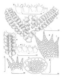 Fig. 52. Telaranea pennata J.J.Engel & Merrill 1. Sector of main shoot with Frullania -type branches, dorsal view. 2. Leaves (dorsal lobe [= DL] at right) and to right an underleaf (= UL). 3. Leaf, cellular detail (DL = dorsal lobe). 4. Sector of branch, ventral view. 5. Underleaf, cellular detail. 6. Branch leaves (= BL; dorsal lobe at right). 7. Stem, cross section. (All from holotype.). © All rights reserved. [Image: 4XX8]