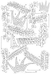 Fig. 53. Telaranea tridactylis (Lehm. & Lindenb.) J.J.Engel & Merrill 1–5. Portion of main shoot with 1 or more Frullania -type branches, dorsal view (note especially the variation in orientation and planation of branch leaves and the imbrication of main shoot leaves). 6–8. Leaves. 9. Leaf lobe. (Figs. 1, 6, 7, 9, from type of T. tridactylis; 2, from Norris 29804, Tasmania, Arve Road; 3, from Norris 27281, Tasmania, above Lake Barrington near Forth Falls; 4, 8, from Engel 19725, Tasmania, Newhaven Road, just S of Doughboy Hill; 5, from Norris 29470, Tasmania, Kermandie R. at North Creek.). © All rights reserved. [Image: 4XX9]