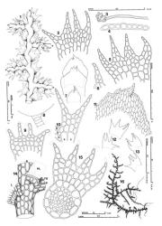 Fig. 54. Telaranea tridactylis (Lehm. & Lindenb.) J.J.Engel & Merrill 1. Main shoot, with 4 Frullania -type branches, dorsal view. 2, 5. Leaves. 3. Rhizoid with ramified tip. 4. Leaf lamina cross section. 6. First branch underleaf. 7. ♀ Bracts (top to bottom), from innermost, second and lowermost series. 8. Antheridial stalk. 9. Underleaf. 10. Half-leaf (b = adjoining branch cell; s = adjoining stem cell). 11. Distal portion of innermost ♀ bract. 12, 13. Leaf outlines. 14. Portion of main shoot, dorsal view with only leaf (L) and half-leaf (HL) bases indicated (FB =Frullania -type branch). 15. Stem, cross section + underleaf. 16. Portion of main shoot, dorsal view, showing leaf arrangement (note 6 ♂ branches toward base). (All from Norris 29470, Tasmania, Kermandie R.). © All rights reserved. [Image: 4XXA]